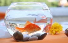 Man busted in Spain for taking goldfish for a walk during lockdown